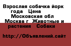 Взрослая собачка йорк 4 года › Цена ­ 5 000 - Московская обл., Москва г. Животные и растения » Собаки   